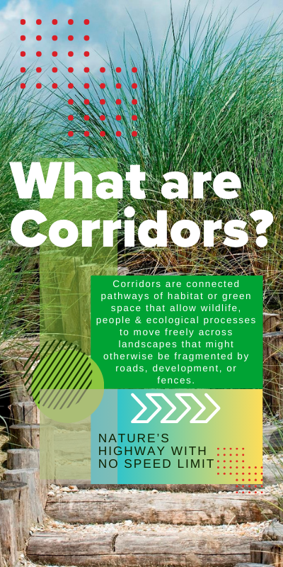 Connecting Corridors