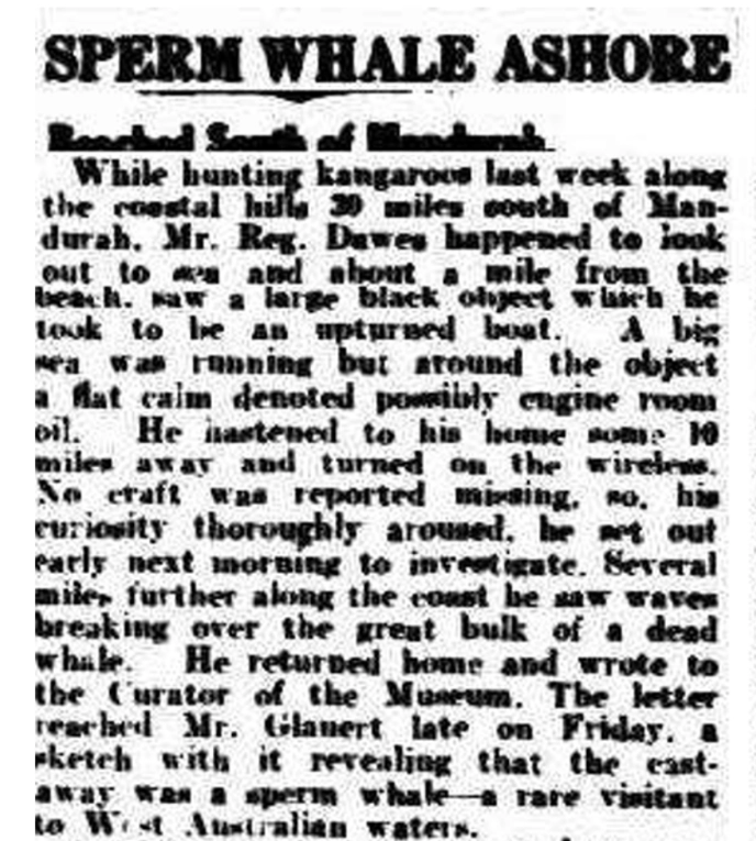 News Clipping: Sperm Whale Ashore