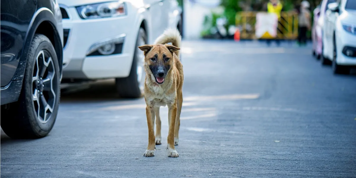 Wandering or Stray Dogs