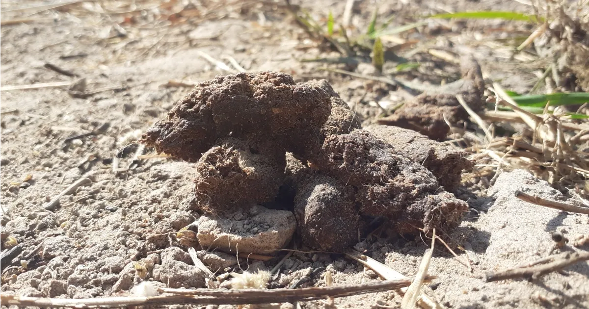 Why Dog Owners Must Stop Leaving Waste Behind