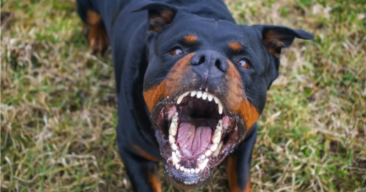 The Dawesy Hub - How to Deal With Dog Attacks