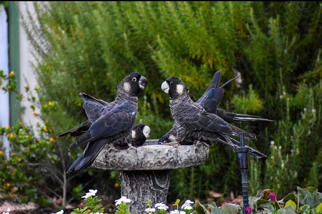 Carnaby Cockatoo<br><br>© Chelle Fisher