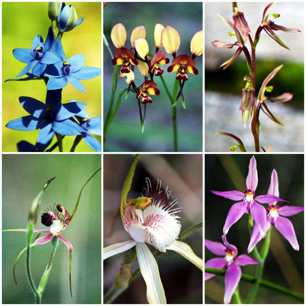 Dawesville Orchids<br><br>©  Tracey Marinkovic