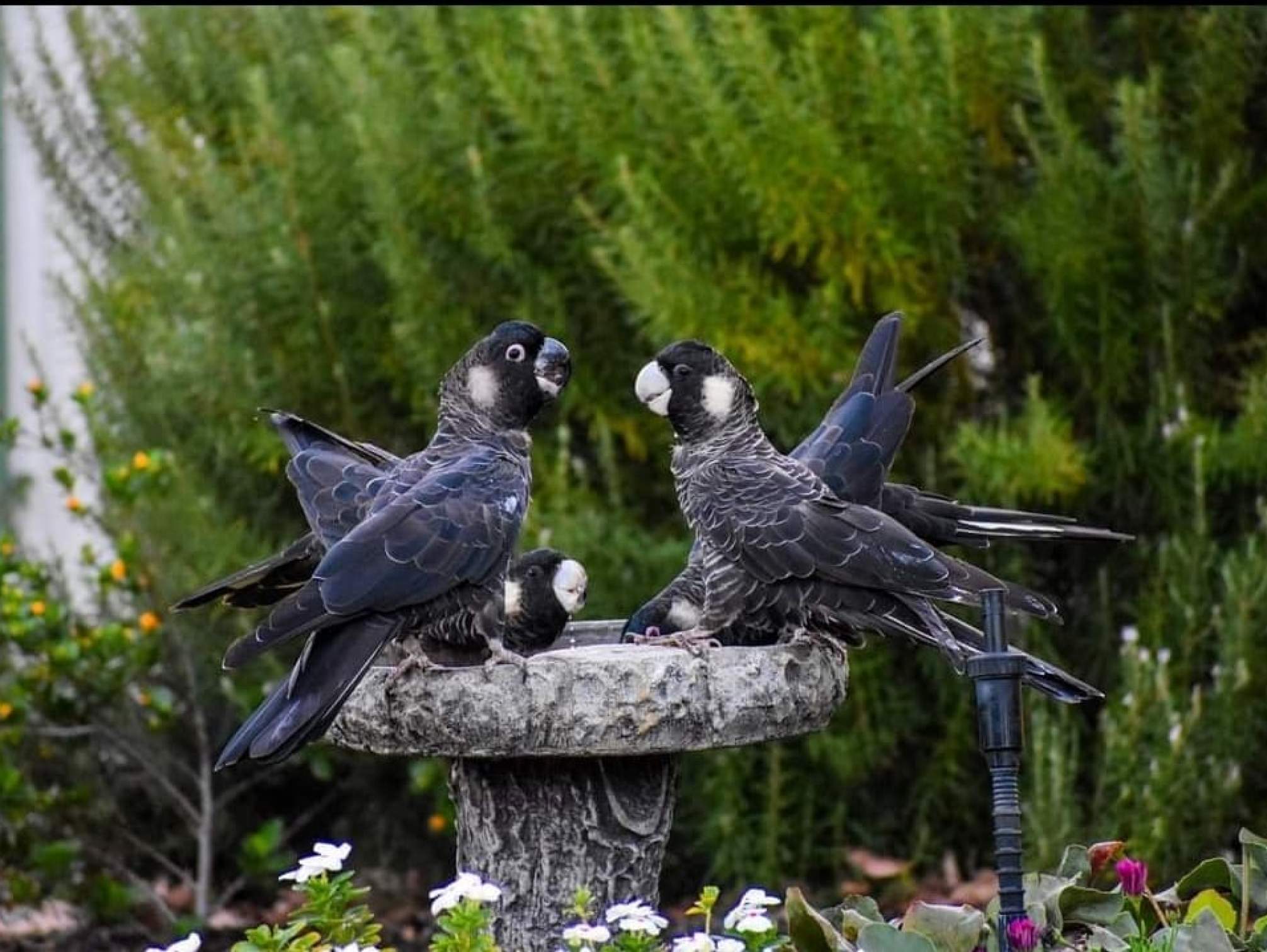 Carnaby Cockatoo<br><br>© Chelle Fisher