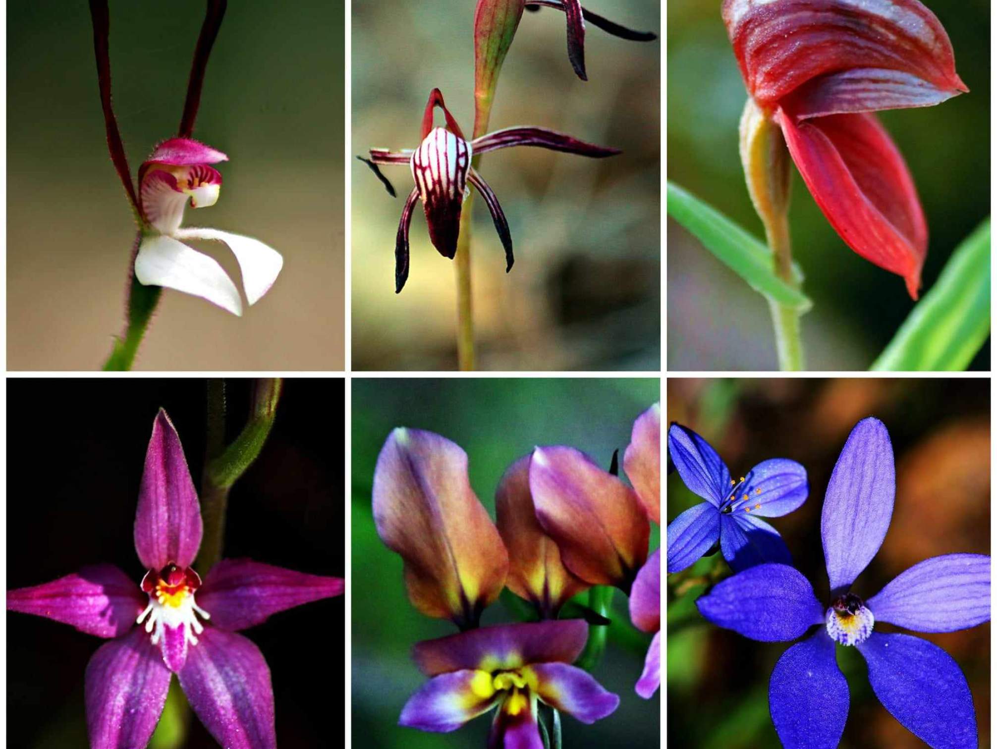 Dawesville Native Orchids<br><br>© Tracey Marinkovic