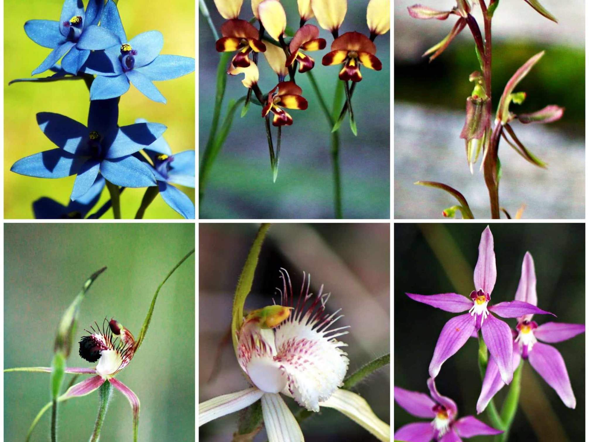 Dawesville Orchids<br><br>©  Tracey Marinkovic