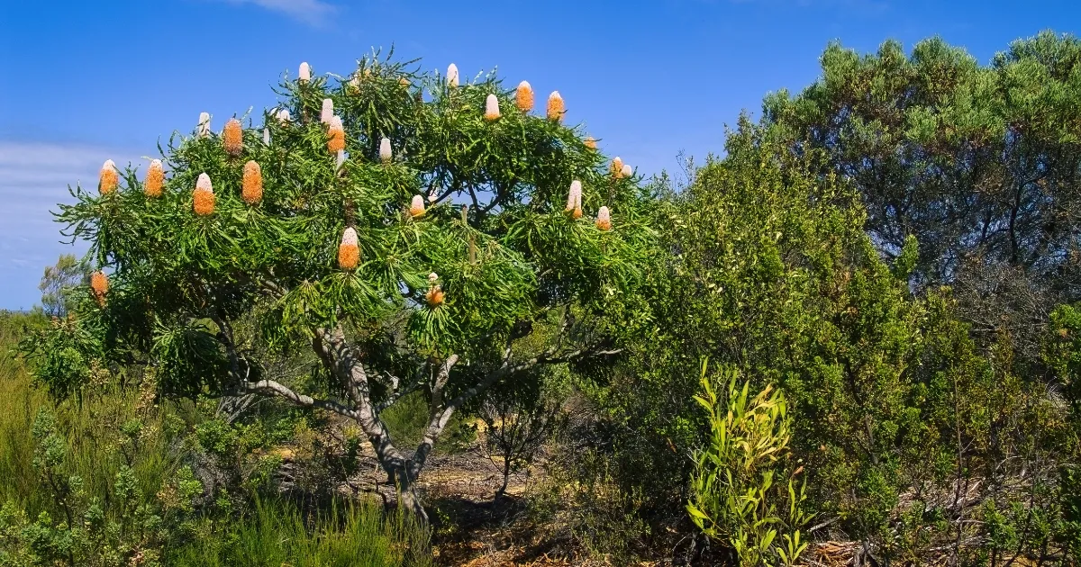 Discover Djeran Season