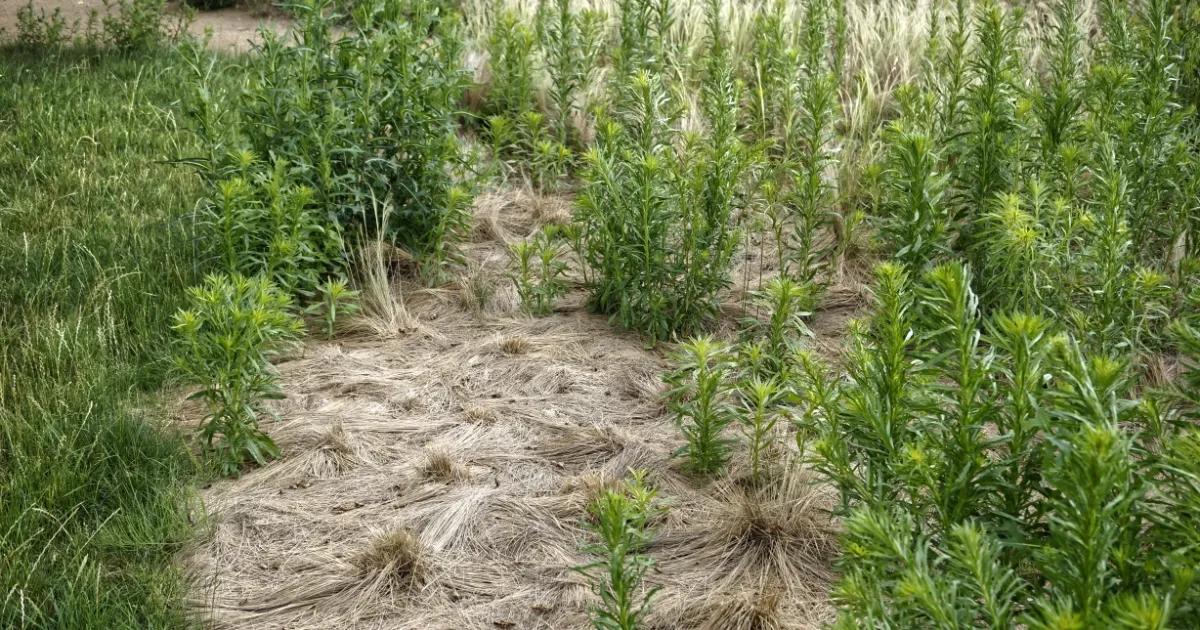 Managing Flaxleaf Fleabane  (Conyza bonariensis)
