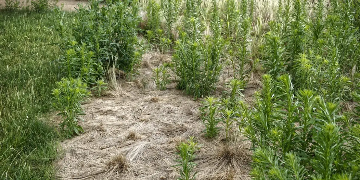 Managing Flaxleaf Fleabane  (Conyza bonariensis)