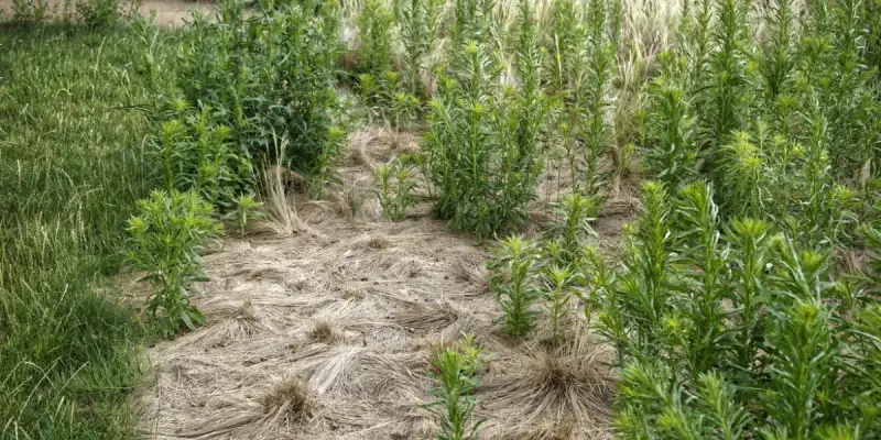 Managing Flaxleaf Fleabane  (Conyza bonariensis)