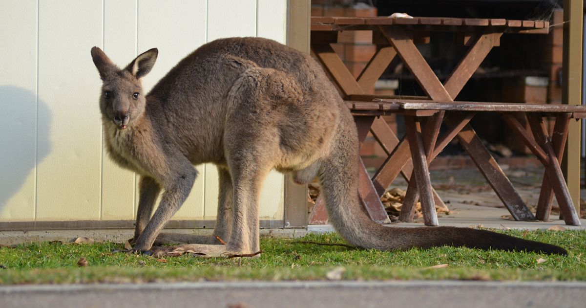 Gardening for Kangaroo Country