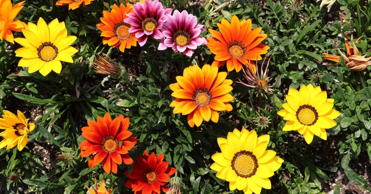 Gazania in Dawesville: a bright flower causing quiet trouble