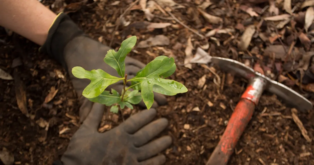 Join the Waterwise Verge Makeover Movement