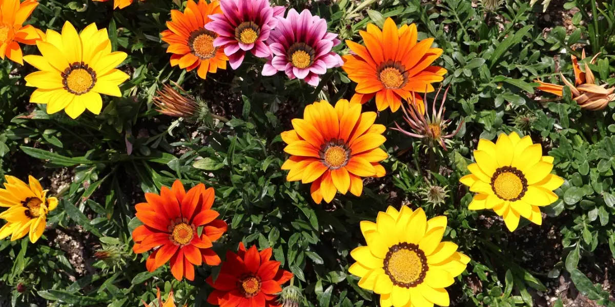 Gazania in Dawesville: a bright flower causing quiet trouble