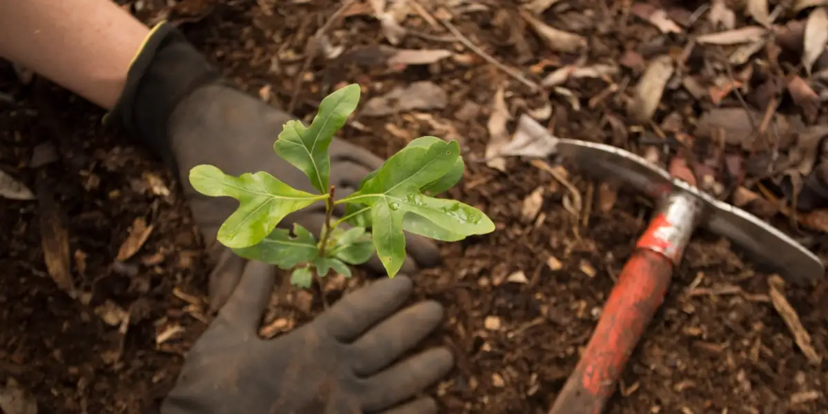 Join the Waterwise Verge Makeover Movement