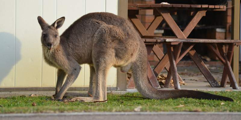 Gardening for Kangaroo Country