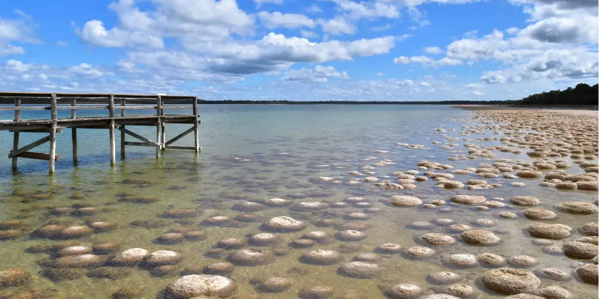 Protecting the Ancient Thrombolites of Lake Clifton