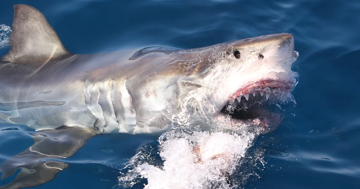 Why Apex Predators Are Moving Closer to WA’s Shoreline