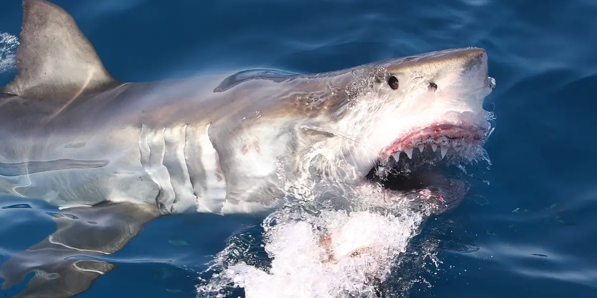 Why Apex Predators Are Moving Closer to WA’s Shoreline