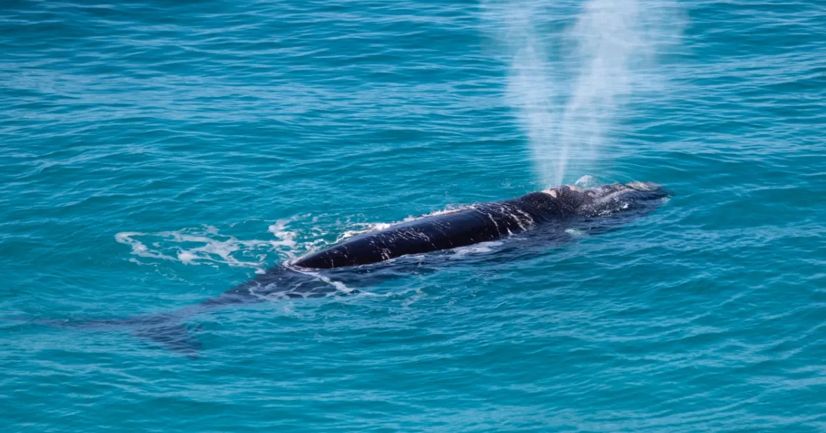 Southern Right Whales Make a Splash at Florida Beach