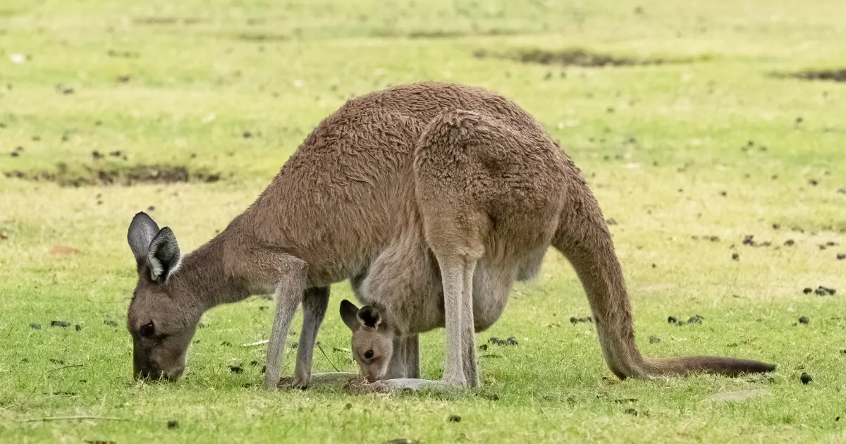 What Do Kangaroos Eat?