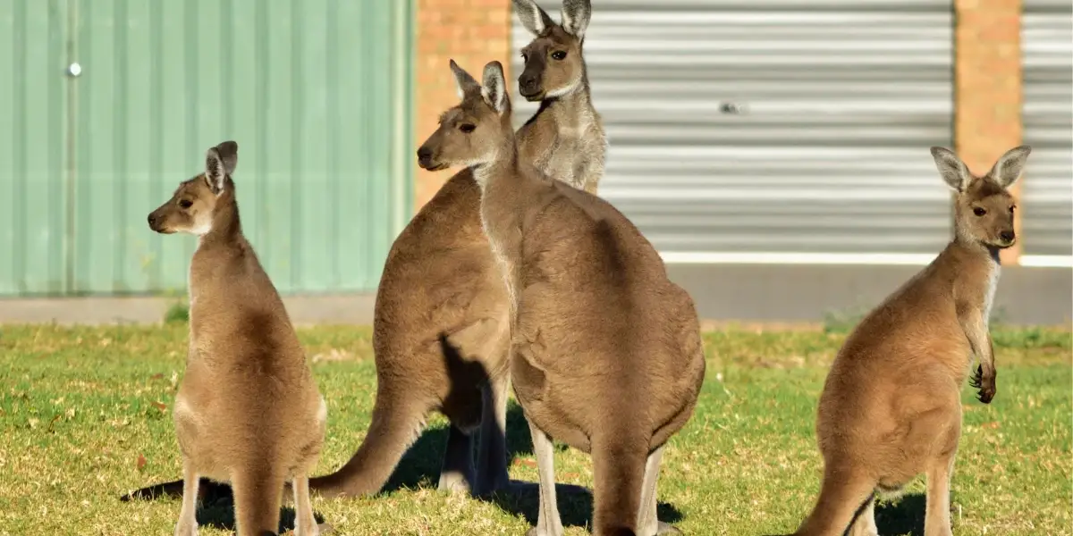 Protect Our Kangaroos: A Community Call to Action