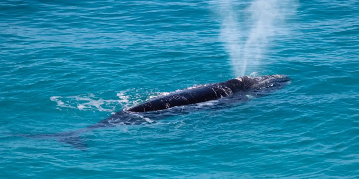 Southern Right Whales Make a Splash at Florida Beach