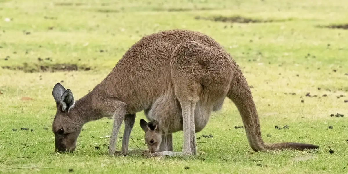 What Do Kangaroos Eat?