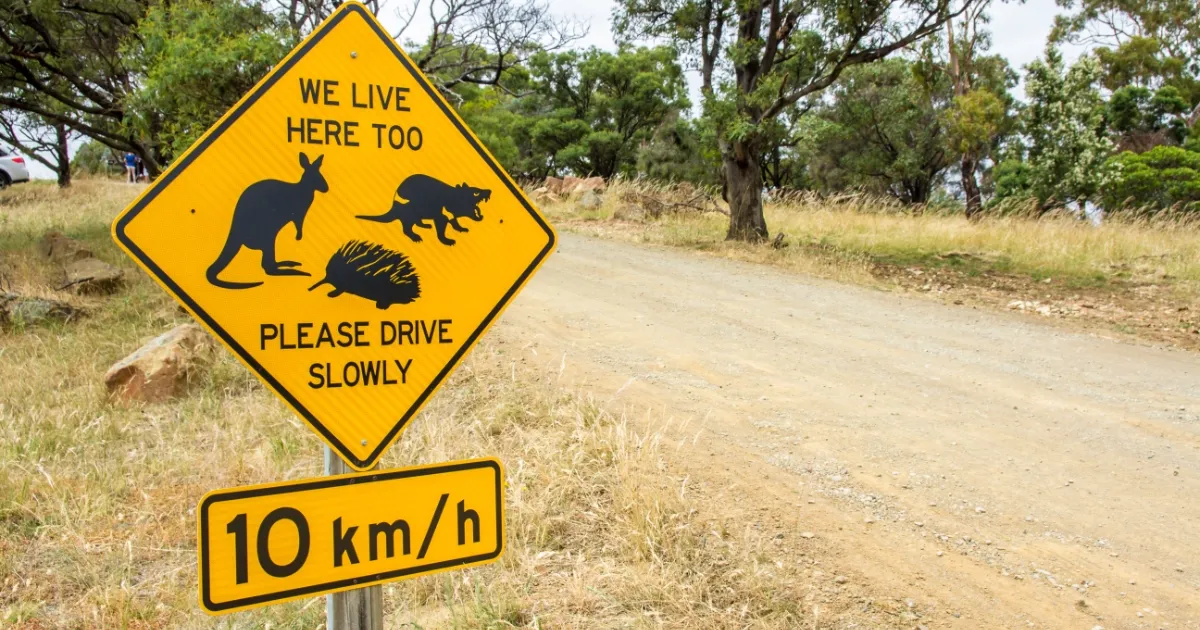 Community Calls for Action After Kangaroo Deliberately Mowed Down