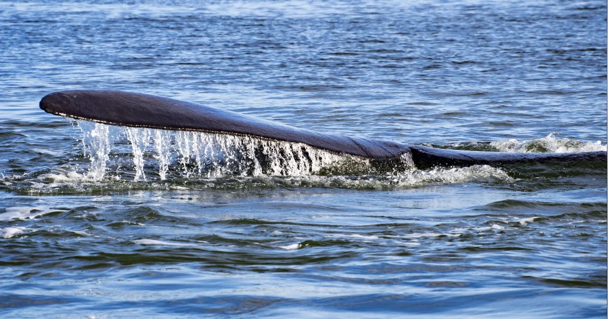 Juvenile Southern Right Whale finds Home in Estuary
