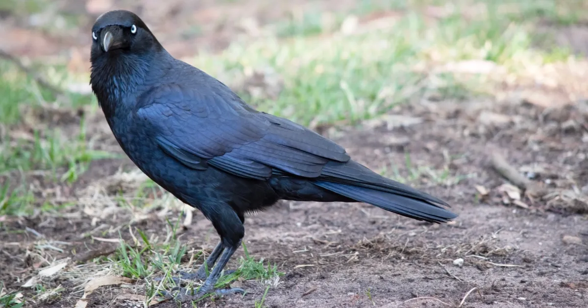 Mystery Illness Threatens Birds