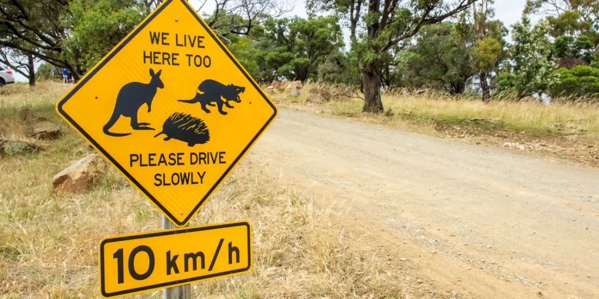 Community Calls for Action After Kangaroo Deliberately Mowed Down