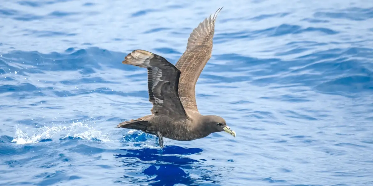 H5N1 Bird Flu Detected in Western Australia
