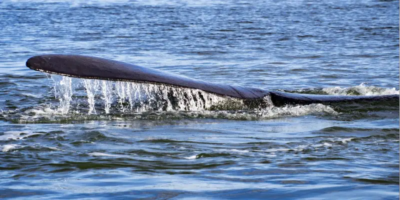 Juvenile Southern Right Whale finds Home in Estuary